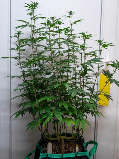 Cino's Ayahuasca Purple. Week 11