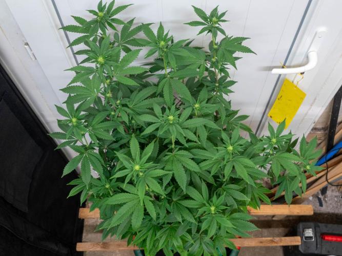Cino's Ayahuasca Purple. Week 11