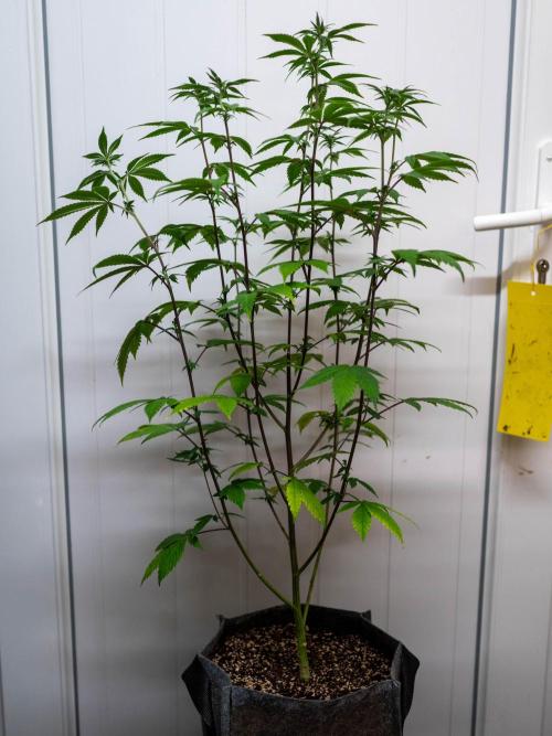 Cino's Ayahuasca Purple. Week 11