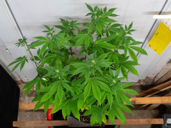 Cino's Ayahuasca Purple. Week 11