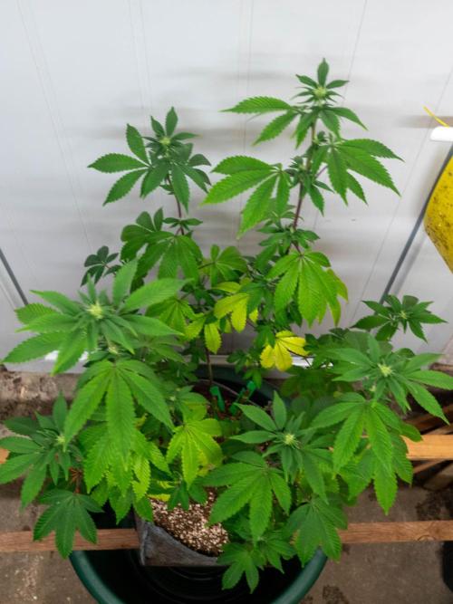 Cino's Ayahuasca Purple. Week 11