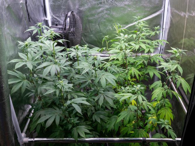 Cino's Ayahuasca Purple. Week 11