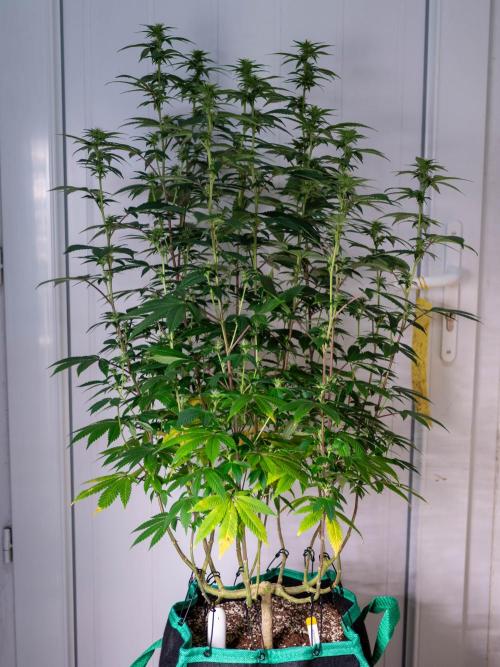 Cino's Ayahuasca Purple. Week 12