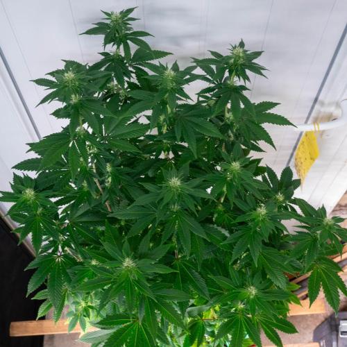 Cino's Ayahuasca Purple. Week 12