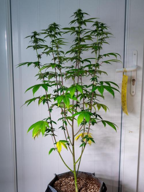 Cino's Ayahuasca Purple. Week 12