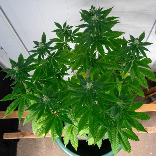 Cino's Ayahuasca Purple. Week 12