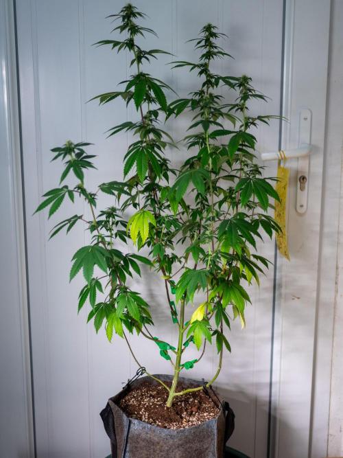 Cino's Ayahuasca Purple. Week 12