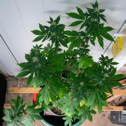 Cino's Ayahuasca Purple. Week 12