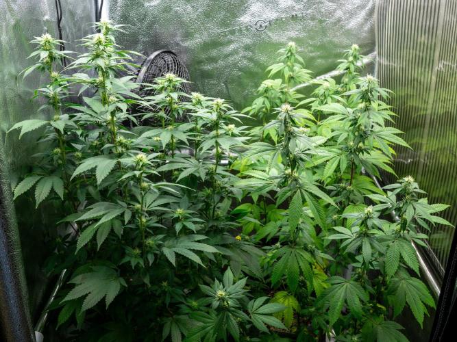 Cino's Ayahuasca Purple. Week 12