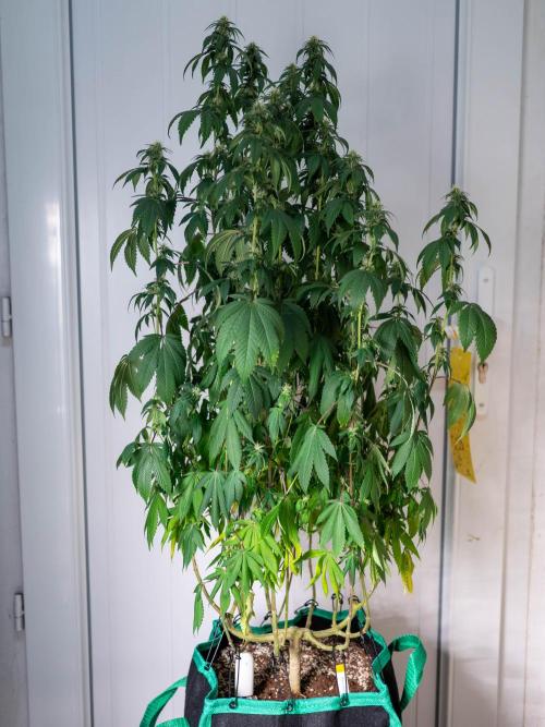 Cino's Ayahuasca Purple. Week 13