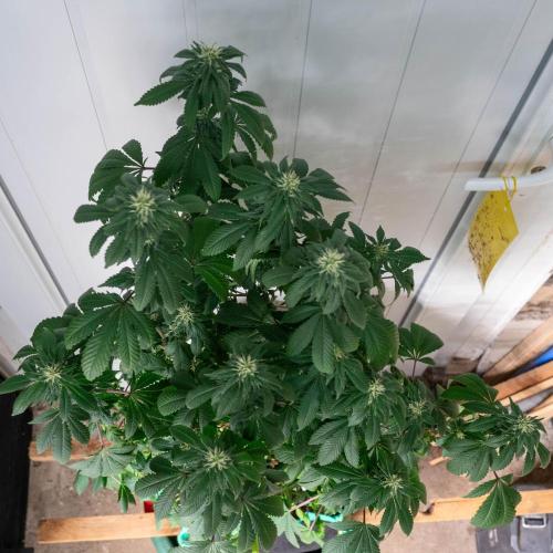 Cino's Ayahuasca Purple. Week 13