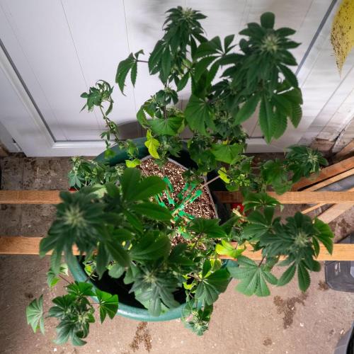 Cino's Ayahuasca Purple. Week 13
