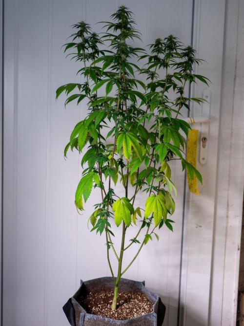 Cino's Ayahuasca Purple. Week 13
