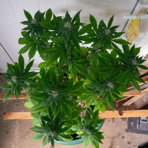 Cino's Ayahuasca Purple. Week 13