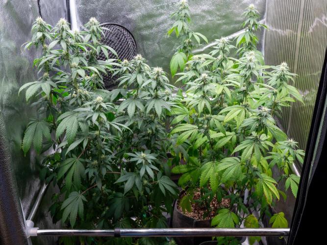 Cino's Ayahuasca Purple. Week 13