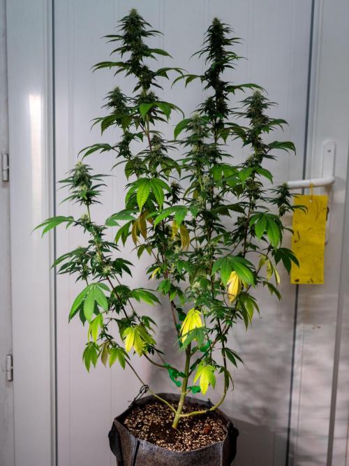 Cino's Ayahuasca Purple. Week 14