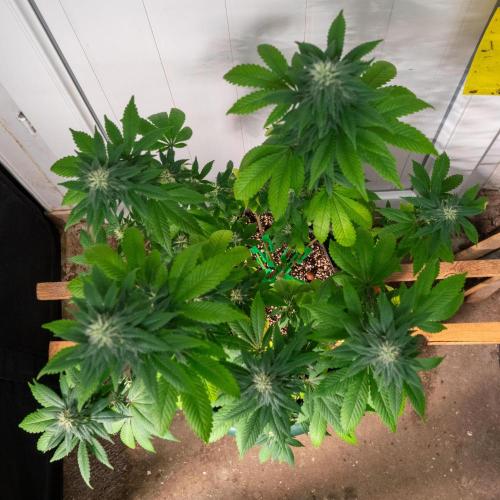 Cino's Ayahuasca Purple. Week 14
