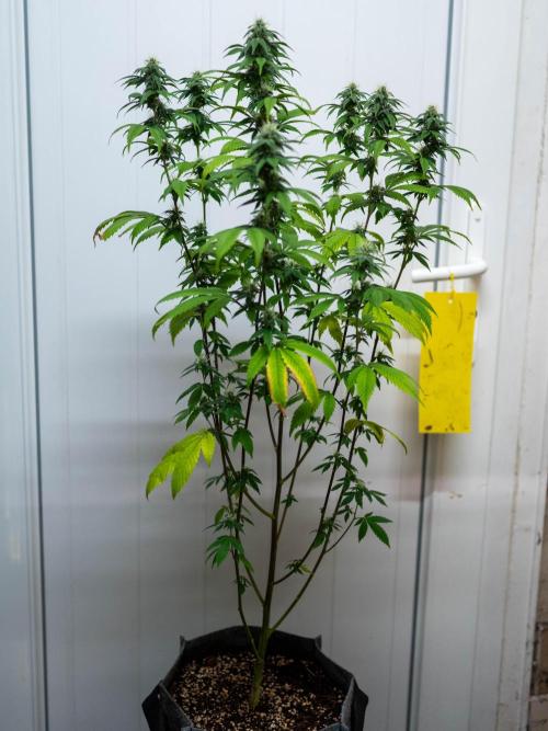 Cino's Ayahuasca Purple. Week 14