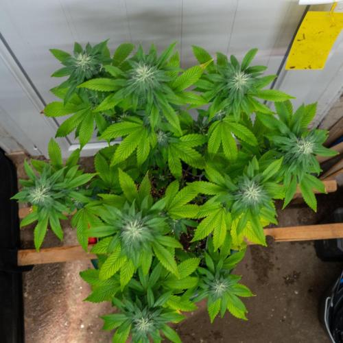 Cino's Ayahuasca Purple. Week 14