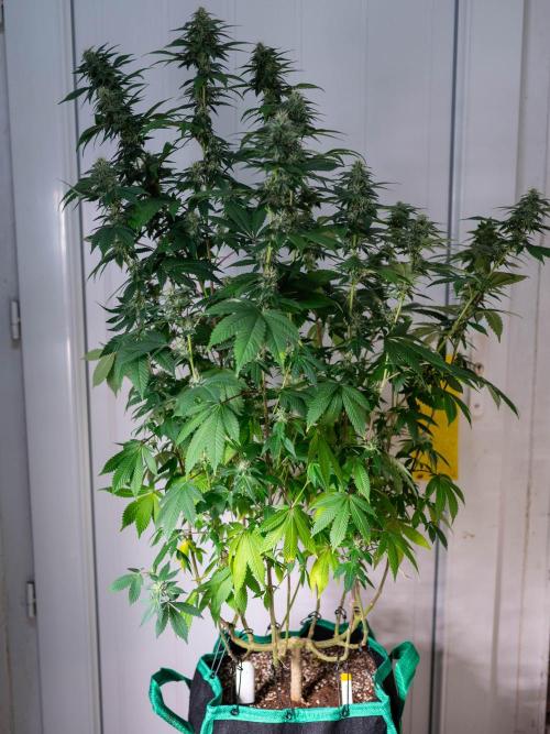Cino's Ayahuasca Purple. Week 14