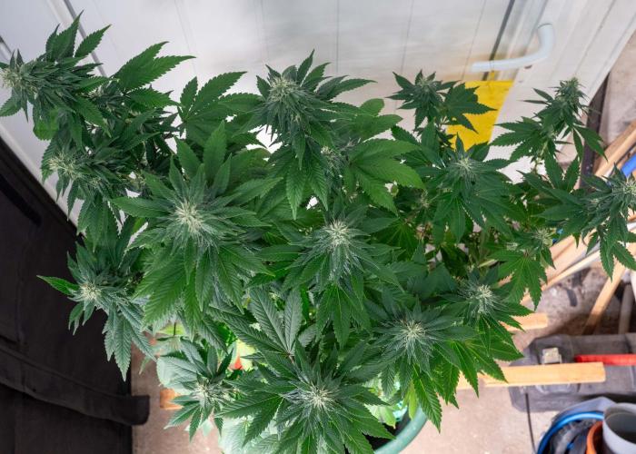 Cino's Ayahuasca Purple. Week 14