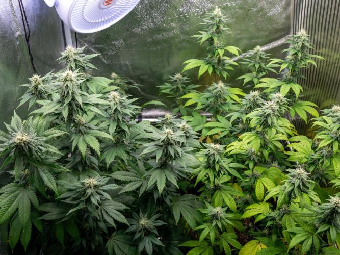 Cino's Ayahuasca Purple. Week 14