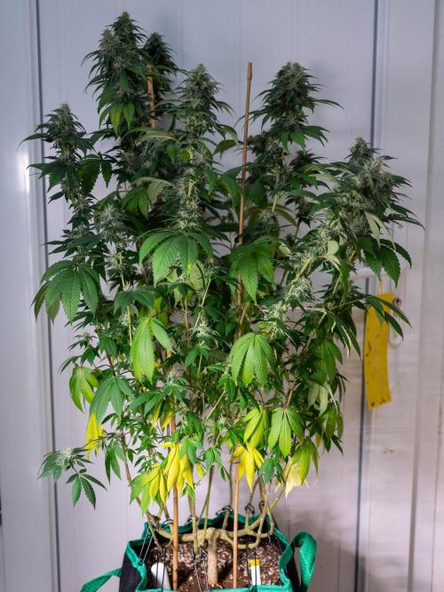 Cino's Ayahuasca Purple. Week 15
