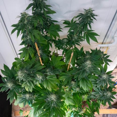 Cino's Ayahuasca Purple. Week 15