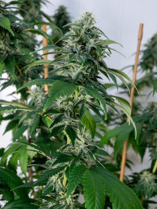 Cino's Ayahuasca Purple. Week 15