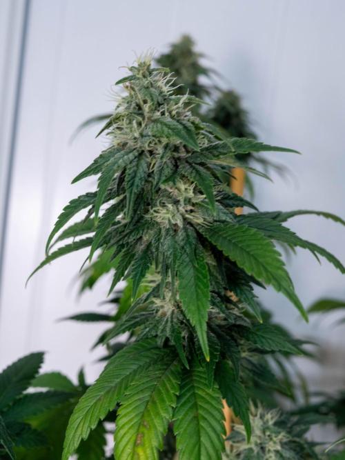 Cino's Ayahuasca Purple. Week 15
