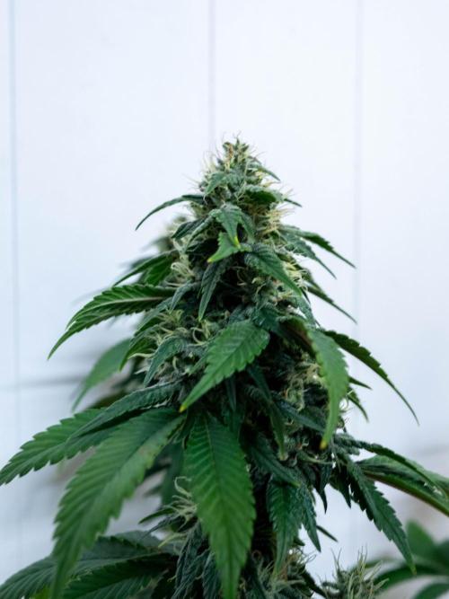 Cino's Ayahuasca Purple. Week 15