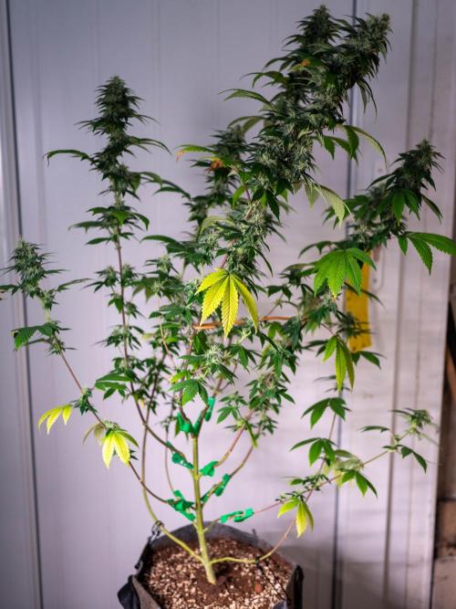 Cino's Ayahuasca Purple. Week 15