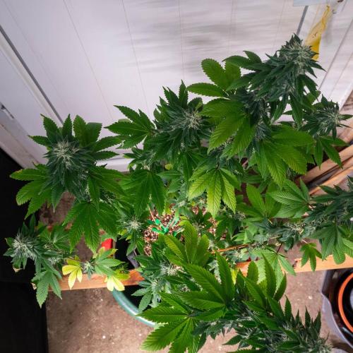 Cino's Ayahuasca Purple. Week 15