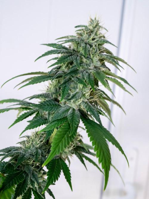 Cino's Ayahuasca Purple. Week 15