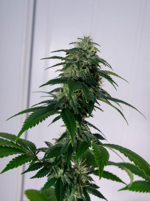Cino's Ayahuasca Purple. Week 15