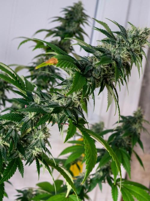 Cino's Ayahuasca Purple. Week 15