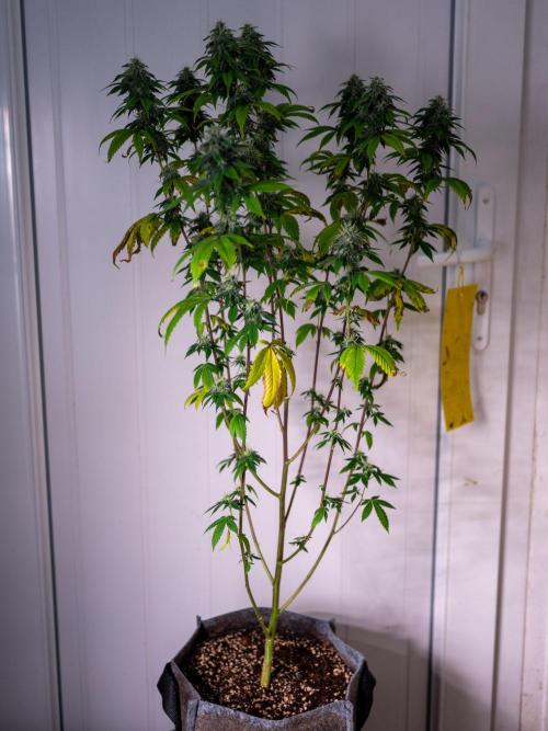 Cino's Ayahuasca Purple. Week 15