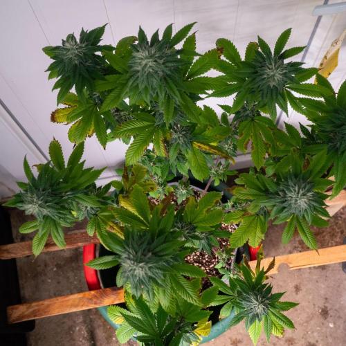 Cino's Ayahuasca Purple. Week 15