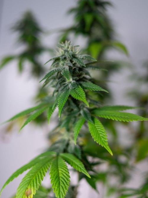 Cino's Ayahuasca Purple. Week 15