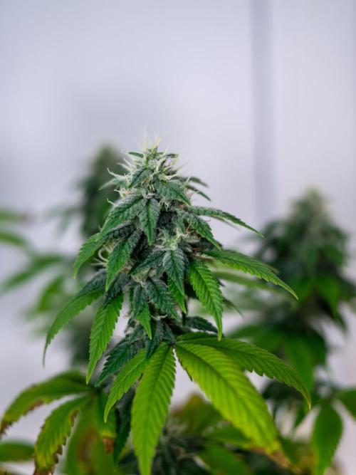 Cino's Ayahuasca Purple. Week 15