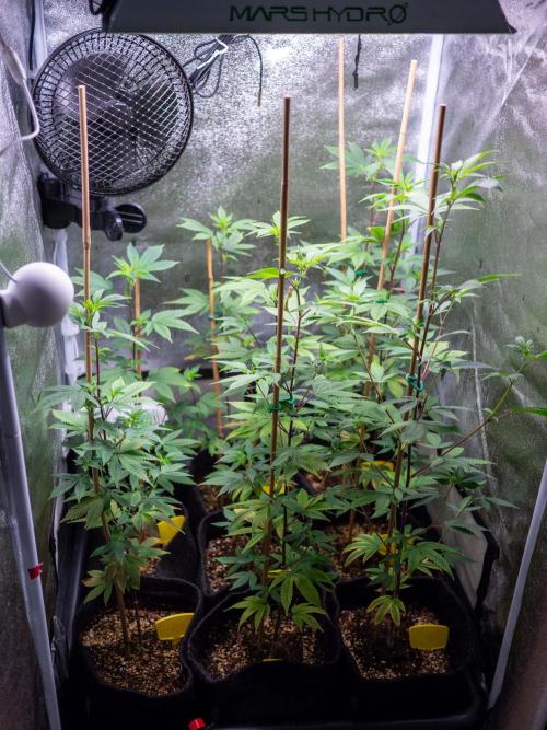 SOG Ayahuasca Purple (CLONES). Week 7
