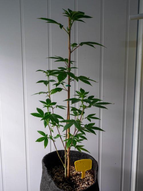 SOG Ayahuasca Purple (CLONES). Week 7