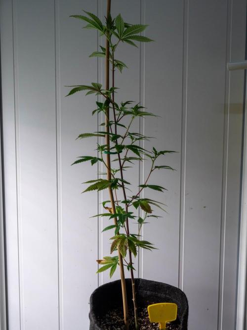 SOG Ayahuasca Purple (CLONES). Week 7
