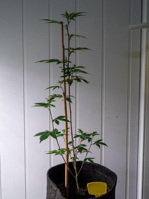 SOG Ayahuasca Purple (CLONES). Week 7
