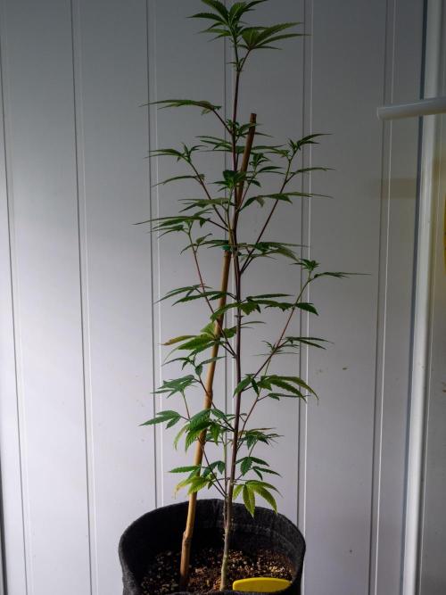 SOG Ayahuasca Purple (CLONES). Week 7