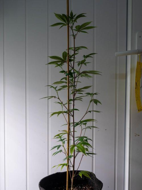 SOG Ayahuasca Purple (CLONES). Week 7