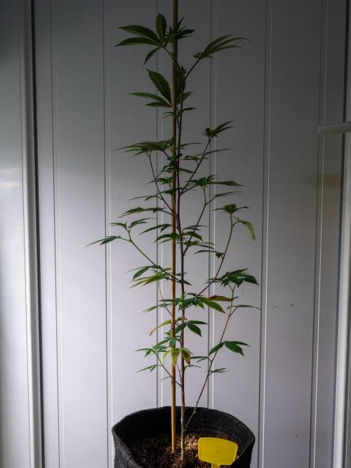SOG Ayahuasca Purple (CLONES). Week 7