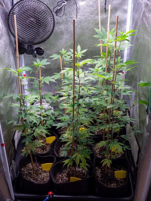 SOG Ayahuasca Purple (CLONES). Week 7
