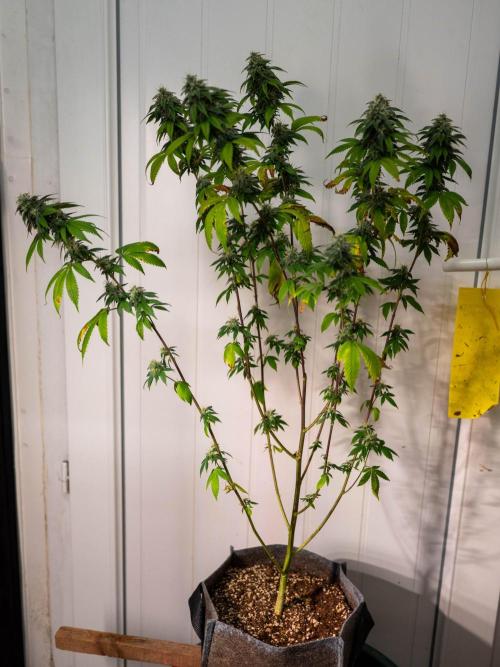 Cino's Ayahuasca Purple. Week 16