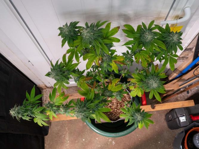 Cino's Ayahuasca Purple. Week 16